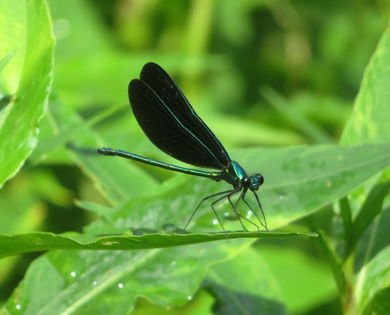Ebony jewelwing damselfly perched on vegetation