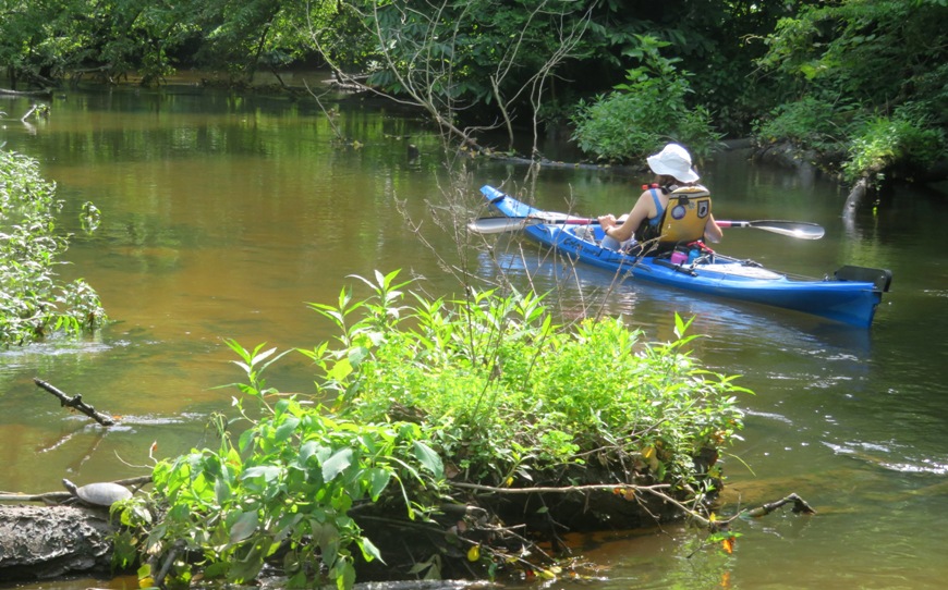Norma kayaking with turtle in lower left corner