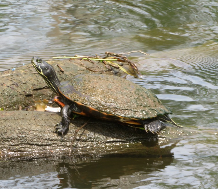 Close-up of turtle on log