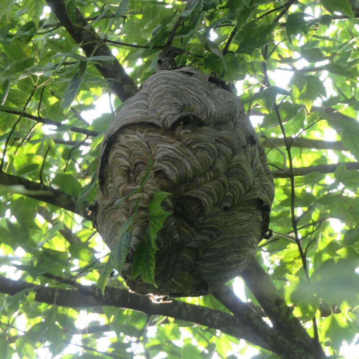 Bald-faced hornet nest