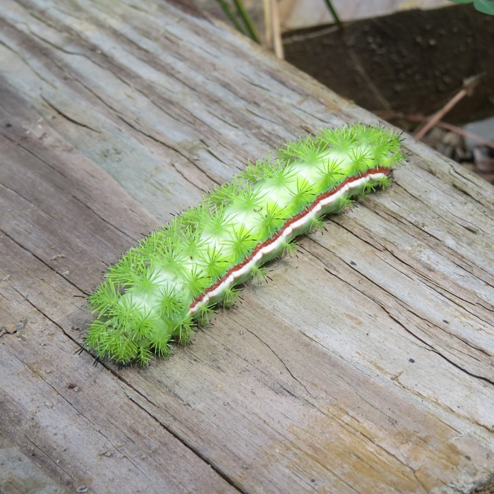 Green lo moth caterpillar on piece of wood