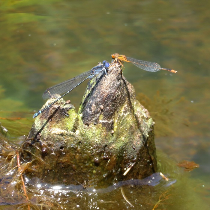 Blue and red damselflies with the red one flapping its wings