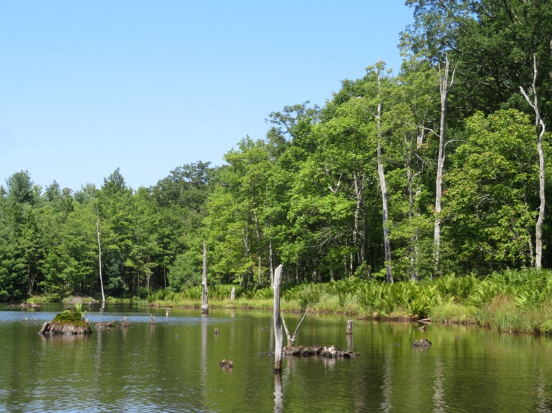 Greenery at unnamed lake