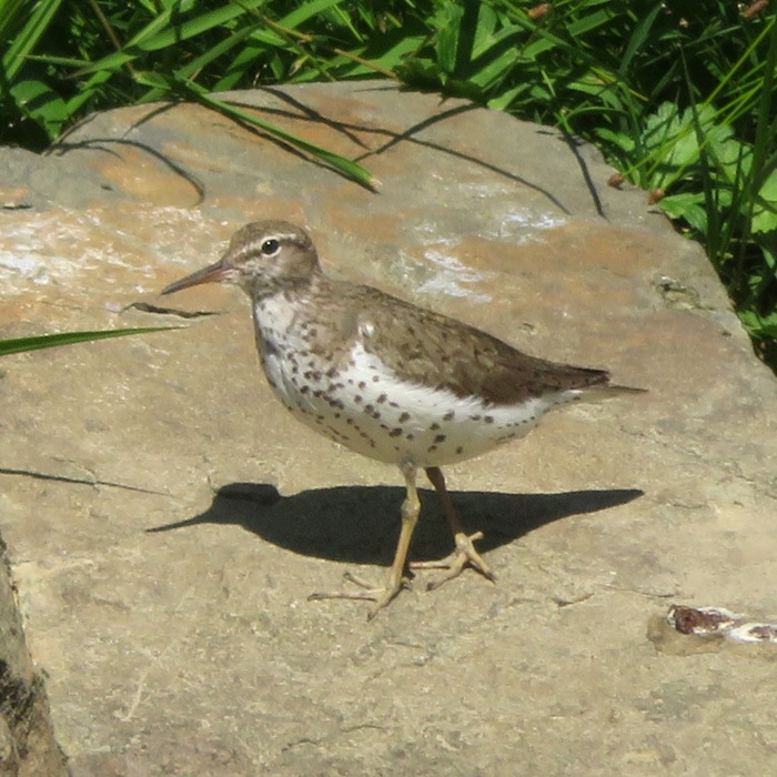Spotted sandpiper bird