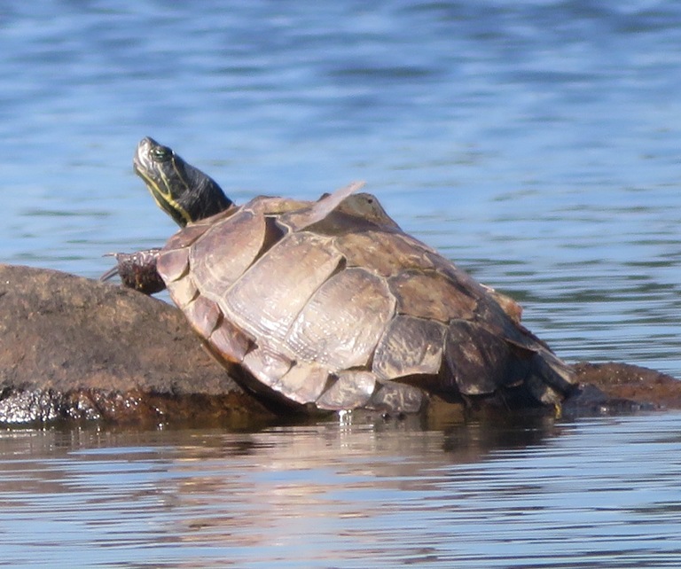 Turtle on rock with parts of shell peeling off
