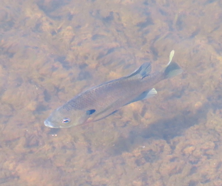 Sunfish