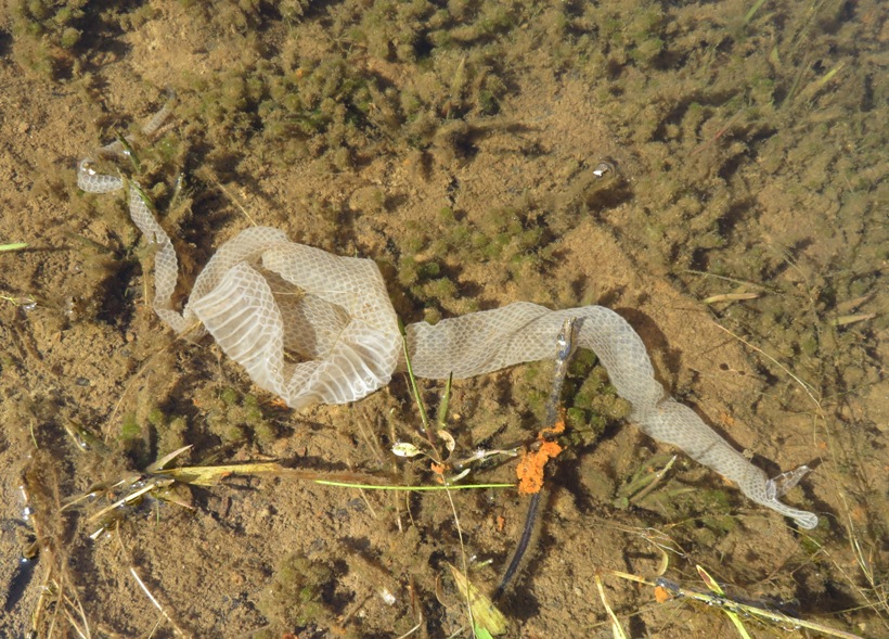 Snakeskin just below the surface of the water in the lake