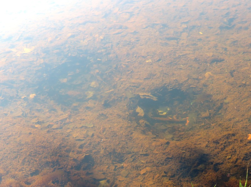 Two sunfish nests with sunfish guarding one of them