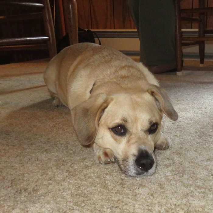 Daphne lying down under table