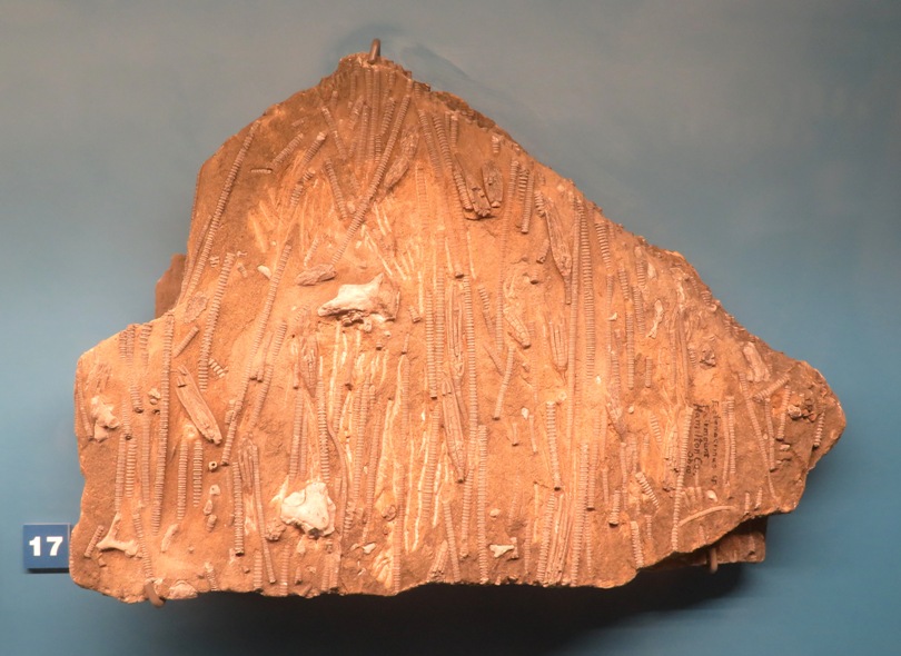 Fossil containing crinoid stems