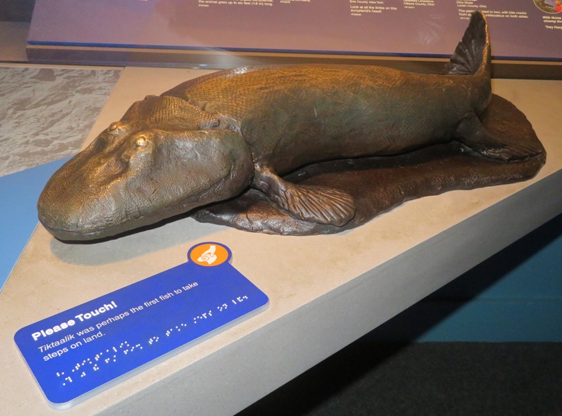 Metal sculpture of tiktaalik