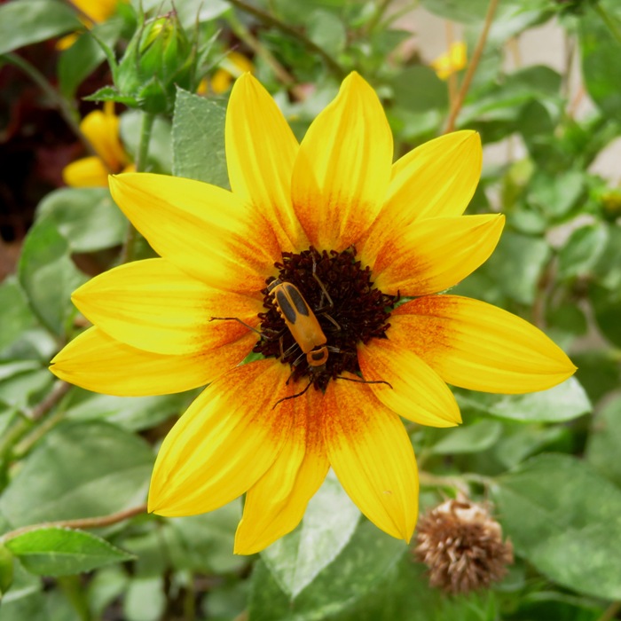 Goldenrod soldier beetle
