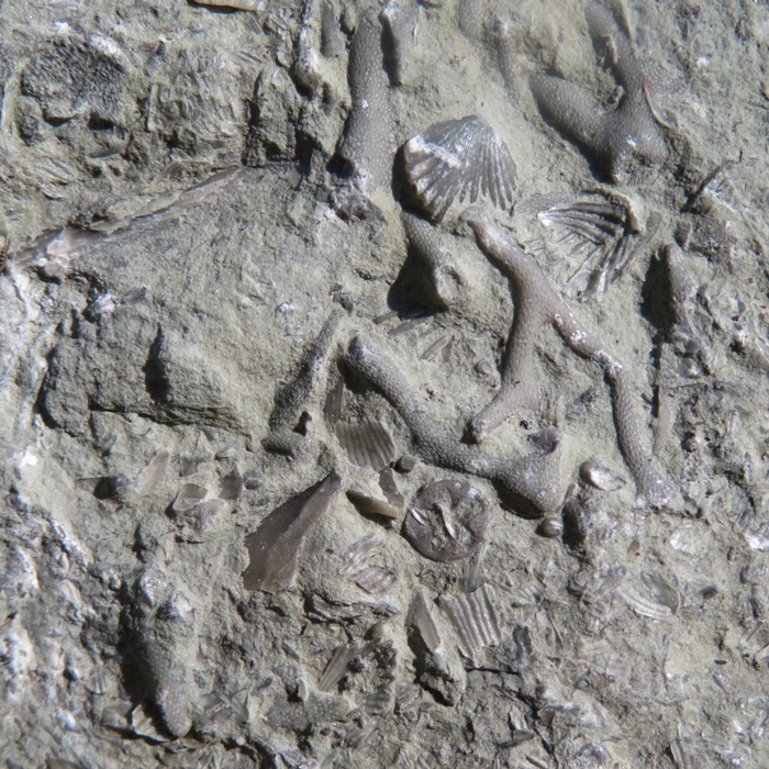 Assortment of fossils