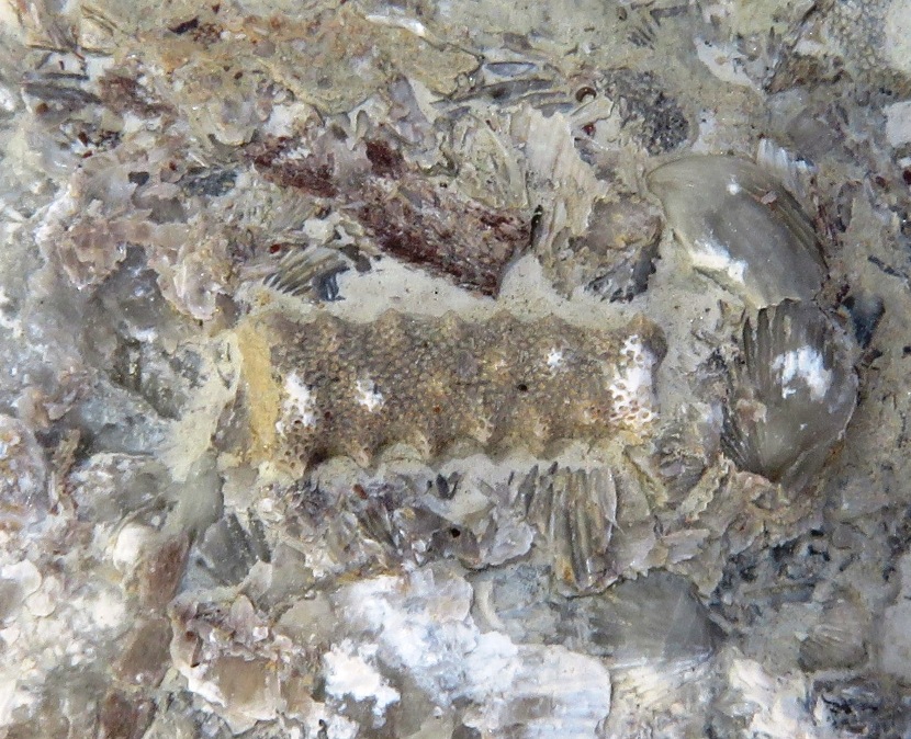 Branching bryozoan fossil