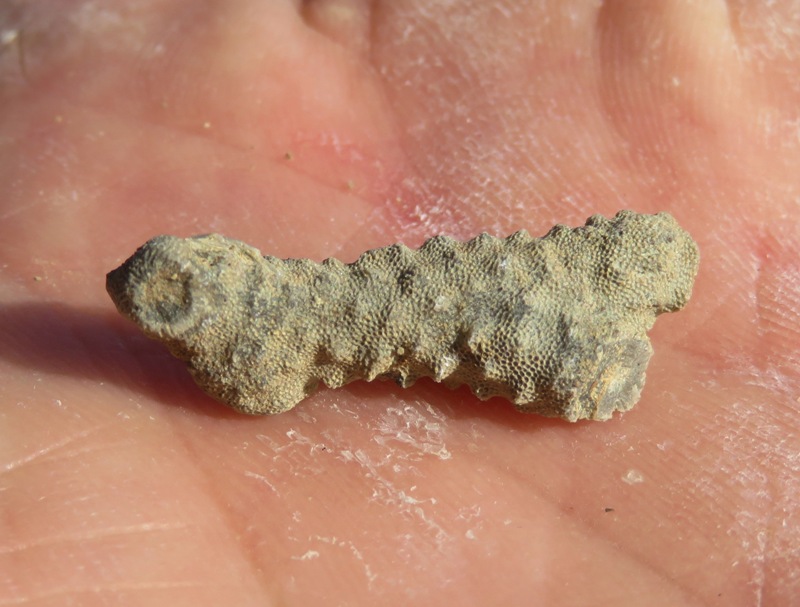 Bryozoan fossil in my palm