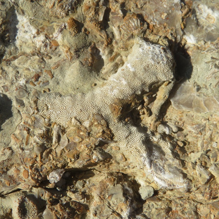 Bryozoan fossil