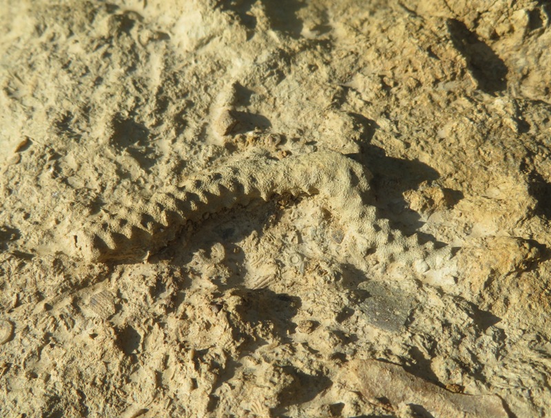 Bryozoan fossil