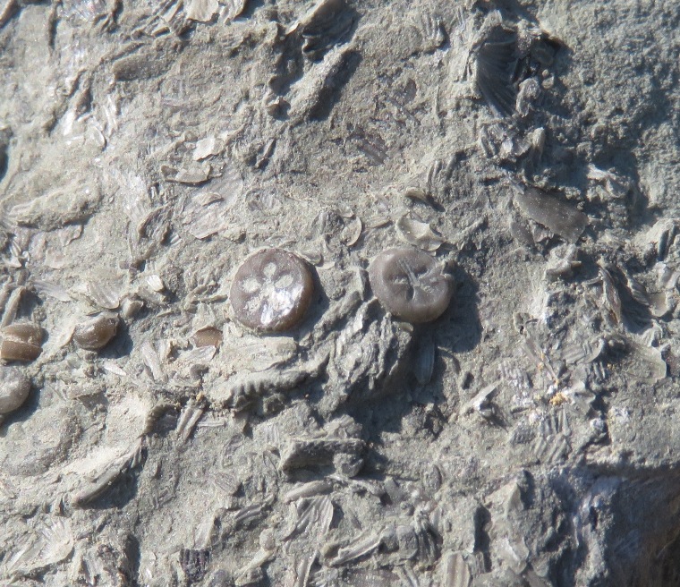 Two crinoid cross-sections
