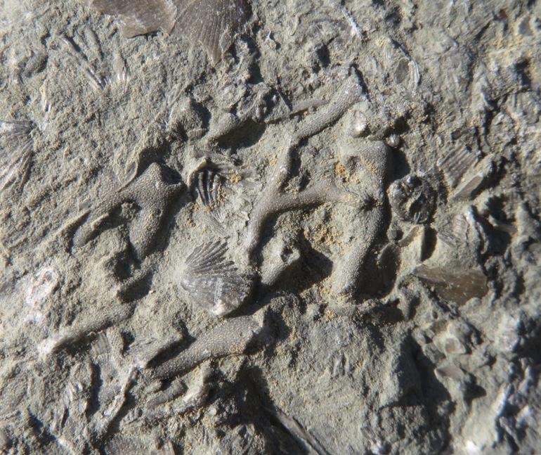 A variety of fossils