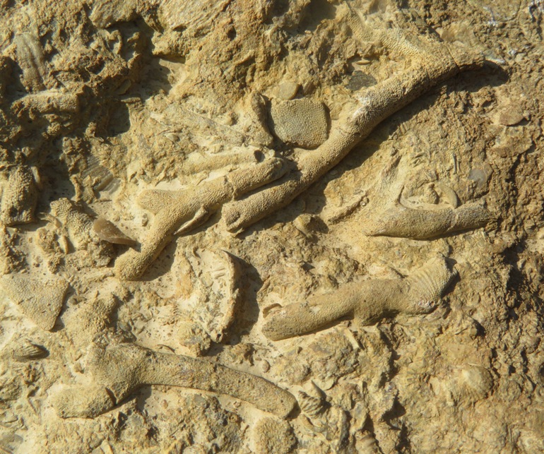 Multiple bryozoan fossils