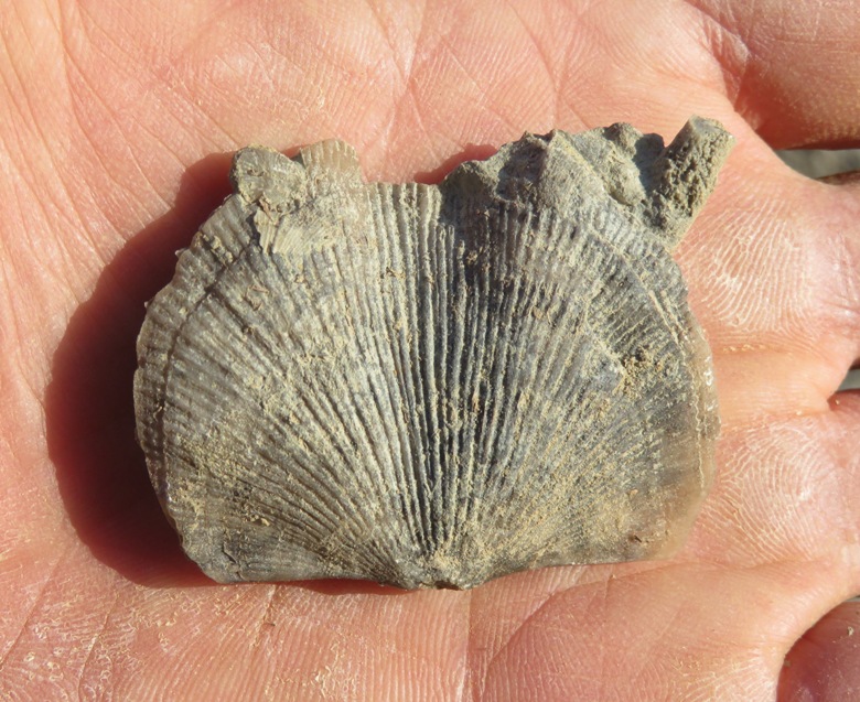 Brachiopod fossil in the palm of my hand