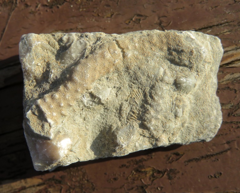 Bryozoan embedded in small rock