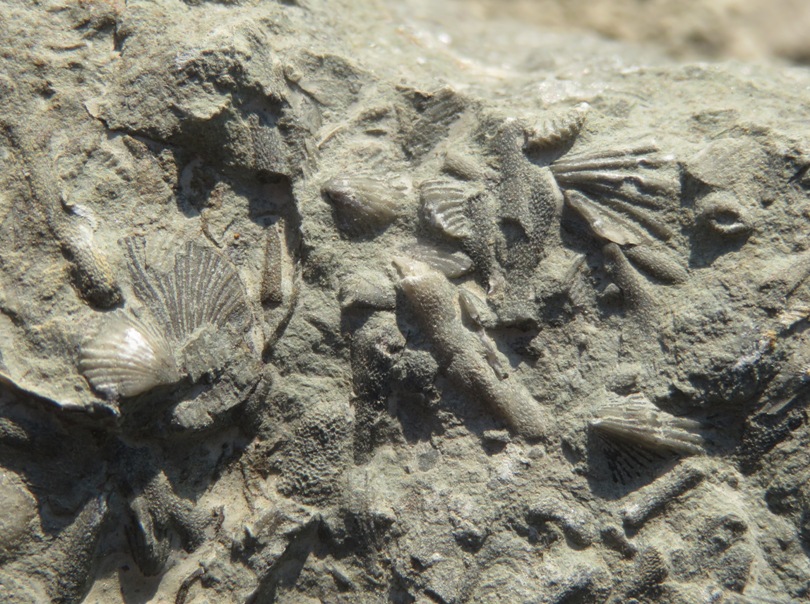 Fossils of shells and bryozoans