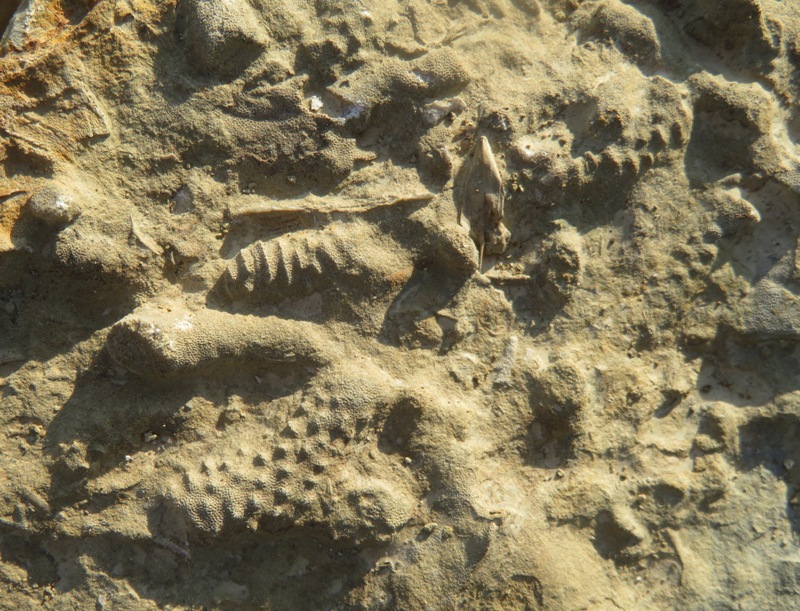 Several fossils embedded in a rock including a tabulate coral