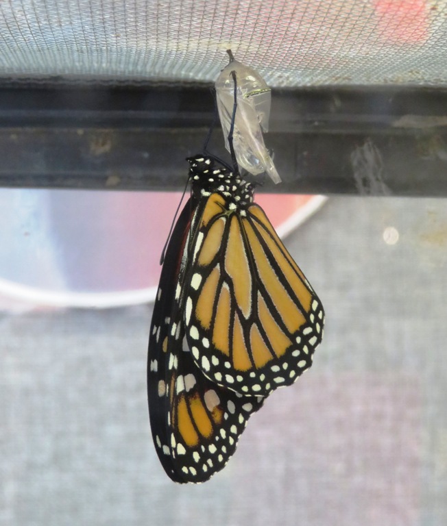 Monarch butterfly hanging onto empty chrysalis attached to screen roof of aquarium