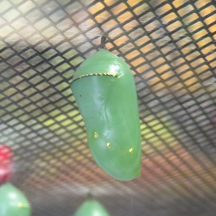 Monarch chrysalis hanging from screen roof of aquarium