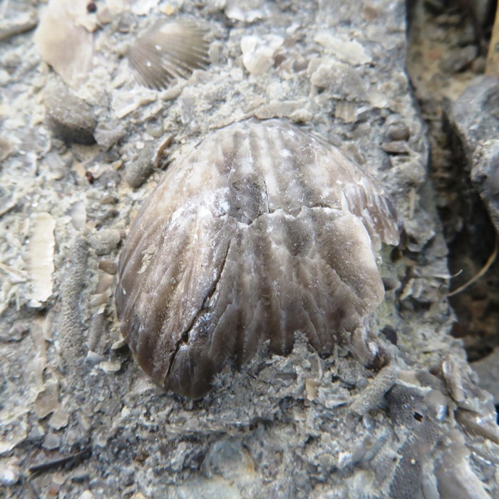 Brachiopod in stone