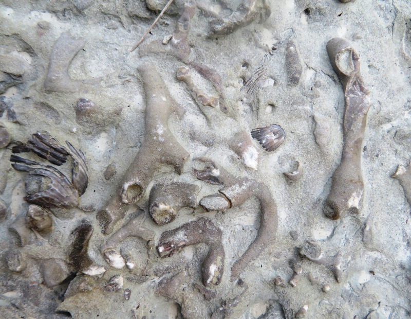 Pieces of bryozoans