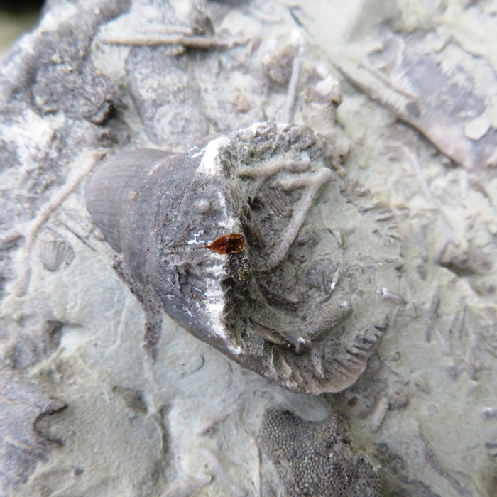 Horn coral with pieces of bryozoan attached to its base