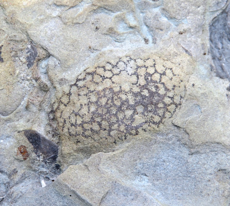 Coral fossil embedded in rock