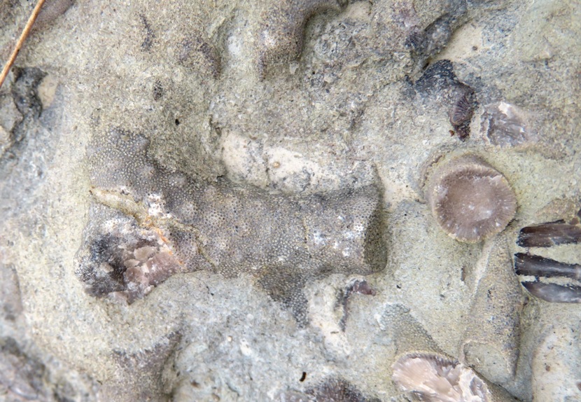 Bumpy bryozoan with possible cross-section of another bryozoan
