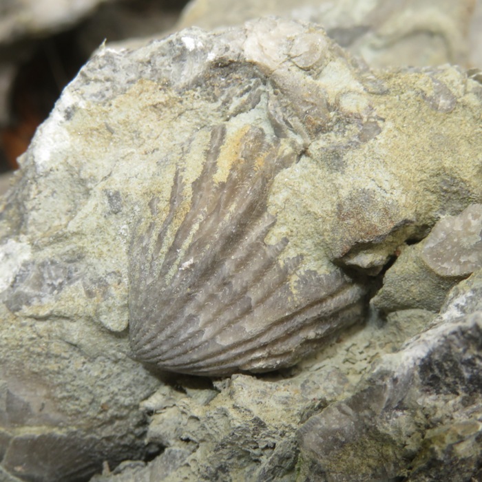 Brachiopod in stone