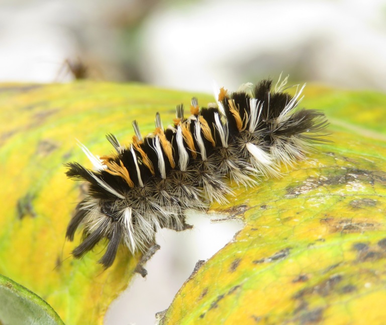 Milkweed tussock moth caterpillar