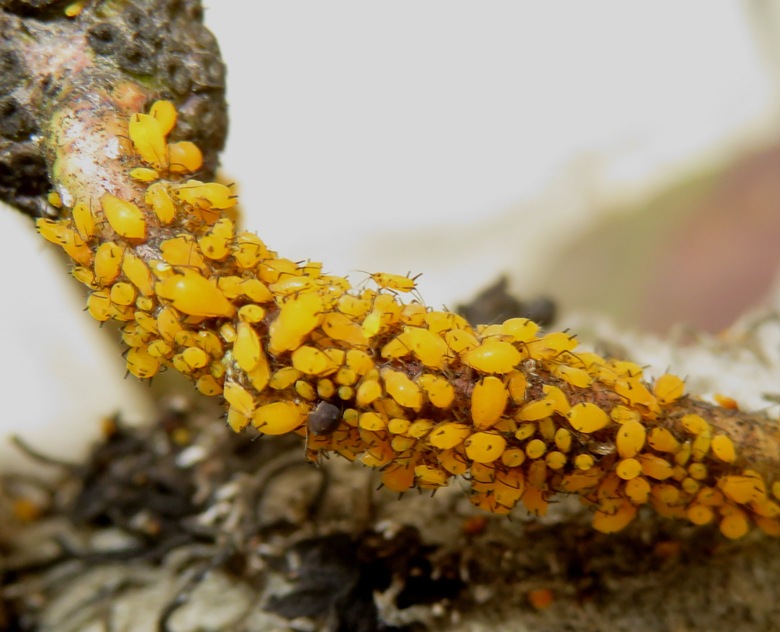 Dozens of oleander aphids