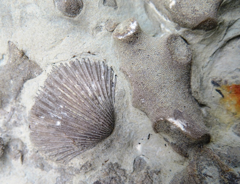 Brachiopod and bryozoan