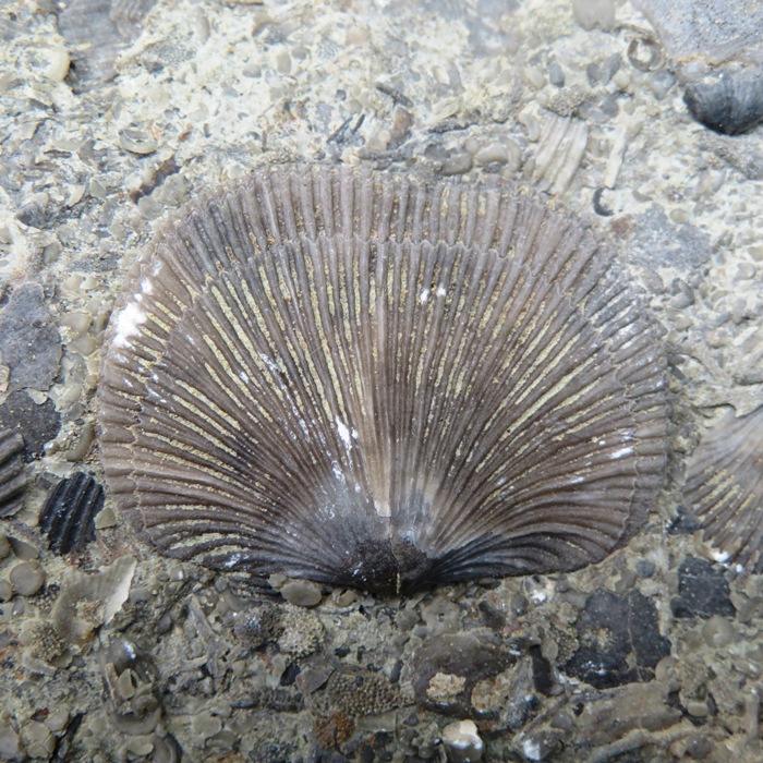 Brachiopod in very good condition