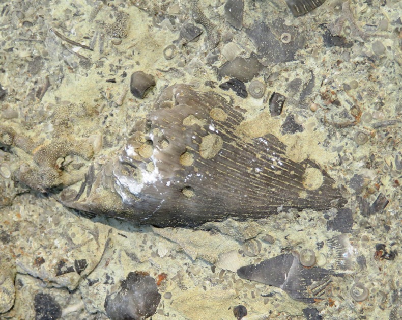 Horn coral in good lighting