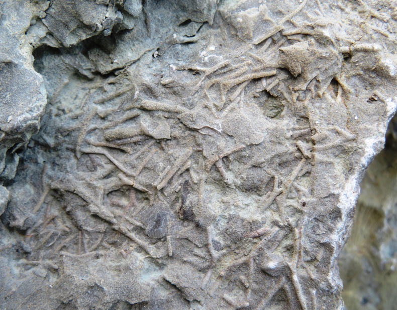 Branching bryozoan fragments