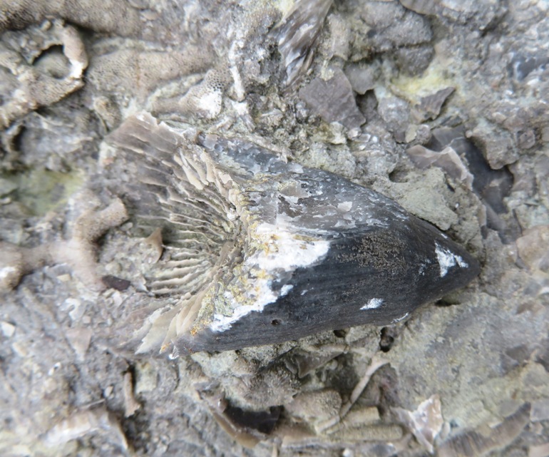 Horn coral showing the root