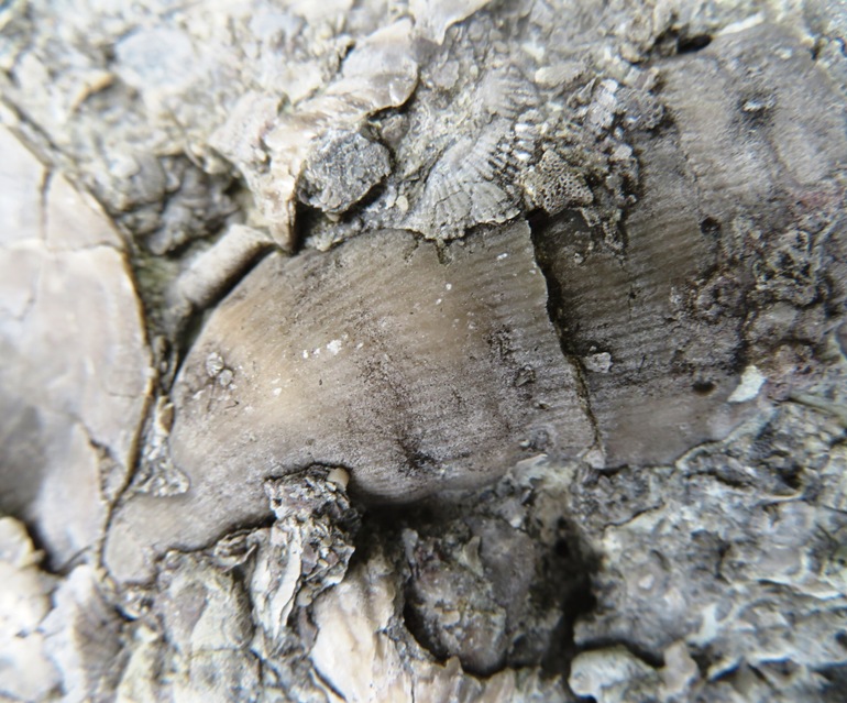Horn coral partially buried in stone