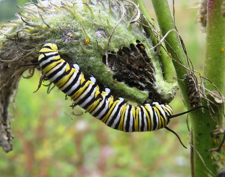 Large monarch caterpillar