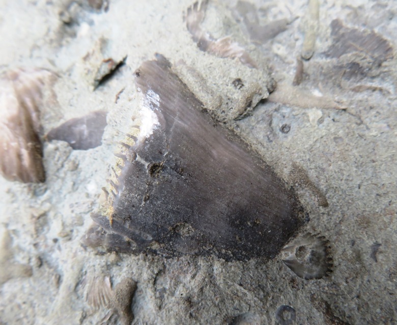 Horn coral with shells