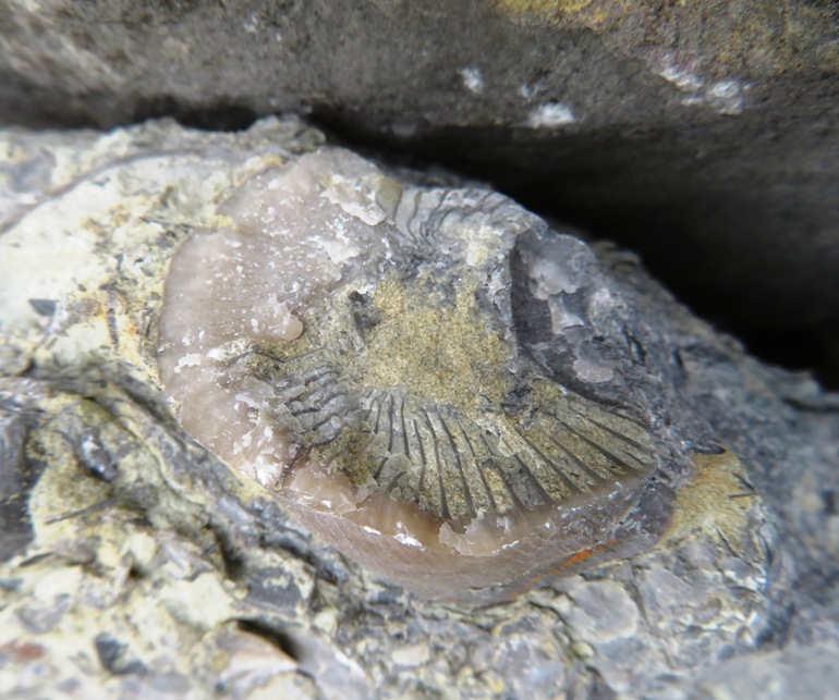 Showing base of horn coral