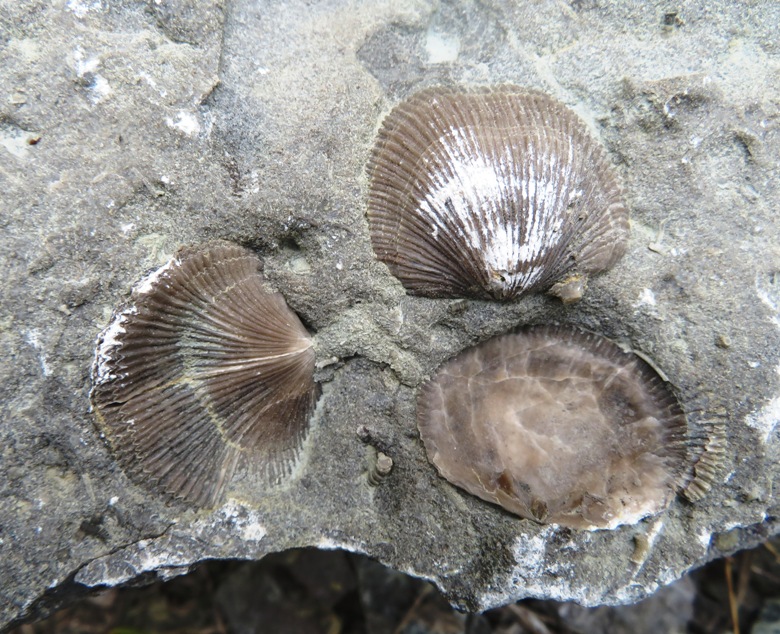Several brachiopods