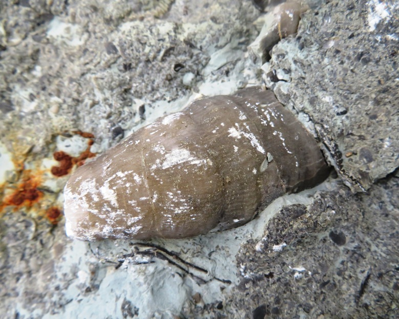 Horn coral embedded in stone