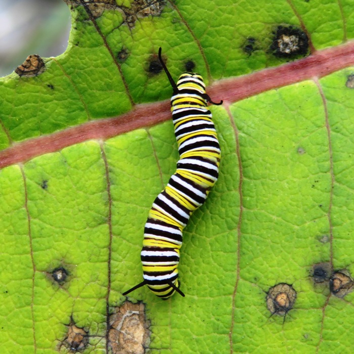 Small monarch caterpillar